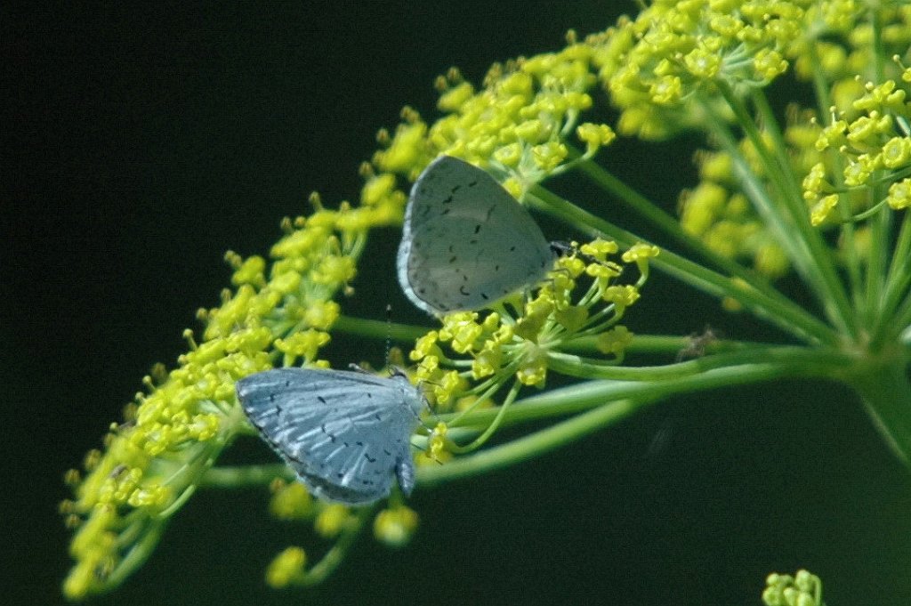 172 2011-06067243 Cone Marsh, IA.JPG - Summer Azure Butterfly (Celastrina neglecta). Butterfly. Cone Marsh Wildlife Area, IA, 6-6-2011